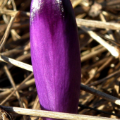ŠAFRAN SPIŠSKÝ