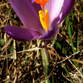 CROCUS DISCOLOR
