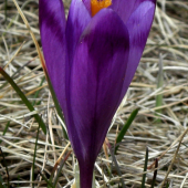 ŠAFRAN SPIŠSKÝ