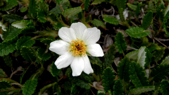 DRYÁDKA OSEMLUPIENKOVÁ