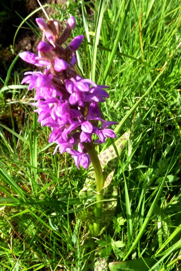 VSTAVAČOVEC MÁJOVÝ PRAVÝ