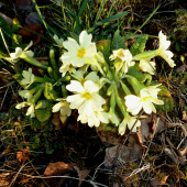 PRVOSIENKA BEZBYĽOVÁ