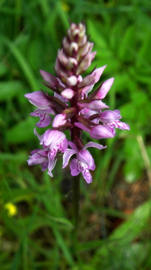 VSTAVAČOVEC FUSCHOV PRAVÝ