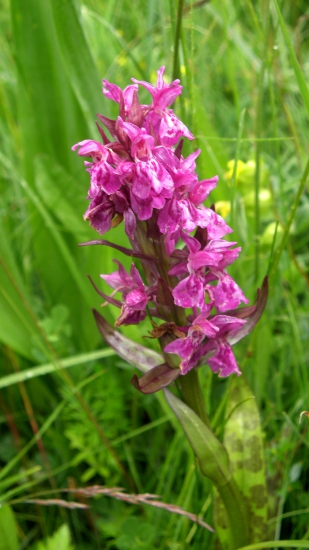 VSTAVAČOVEC MÁJOVÝ PRAVÝ