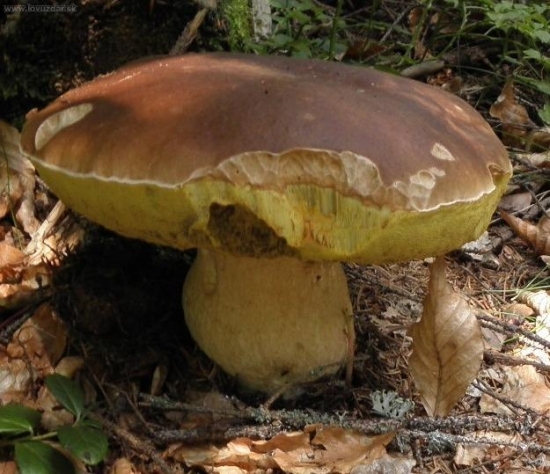 Tohtoročný  kapitálny - HRÍB SMREKOVÝ