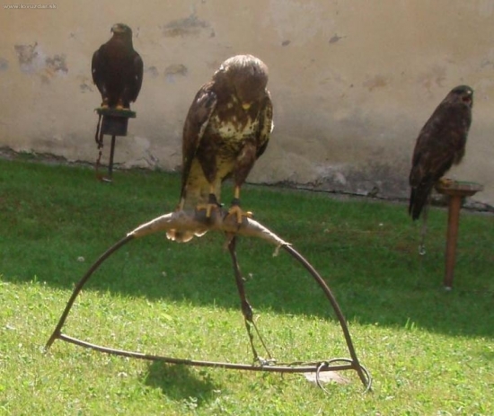 Medzi dvoma vystúpeniami