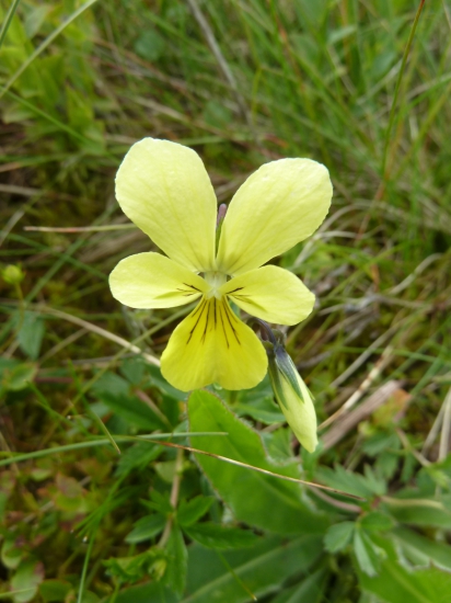 Fialka žltá sudetská