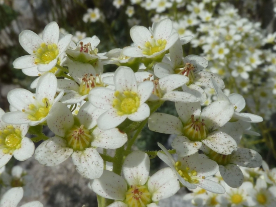 LOMIKAMEŇ METLINATÝ