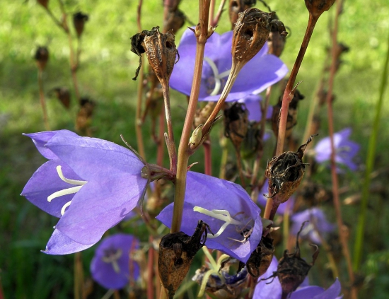 Zvonček broskyňolistý