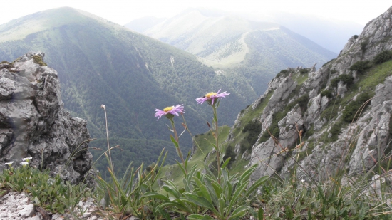 ASTRA ALPÍNSKA z Rozsudca