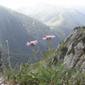 ASTRA ALPÍNSKA z Rozsudca