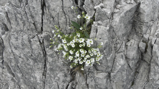 kurička vápencová