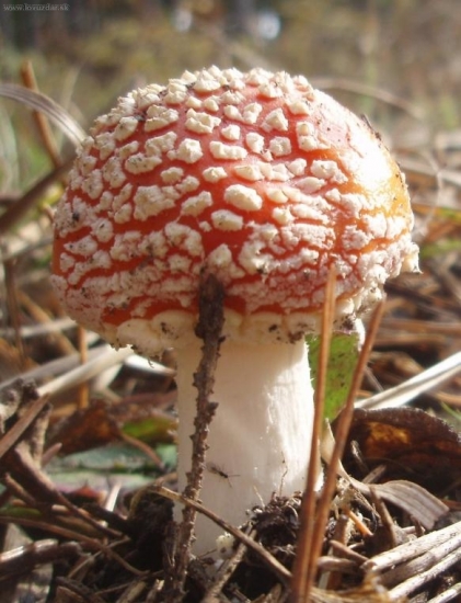 AMANITA MUSCARIA - Muchotrávka červená