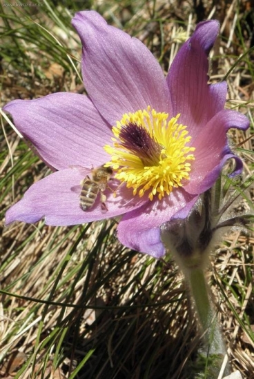 ...ta sa ani nevydarila ani kvet ani hmyz...no mne sa páči