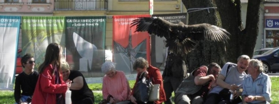 Prezentácia sokoliarstva