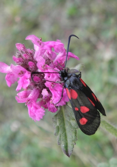VRETIENKA OBYČAJNÁ- Zygaena filipendulae.