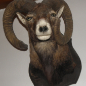 Muflón
