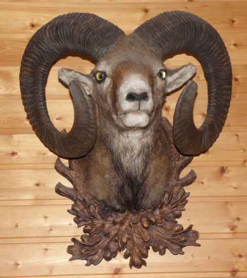 Muflón
