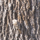 Som dobre maskovaný