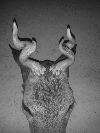 Kamarátová tohoročná raritka