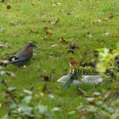 Priatelia z dvoch kontinentov