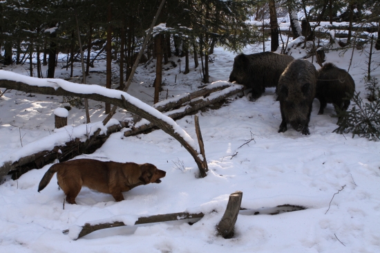 daxelka pri diviakovi...