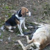 Beno vs. srnček