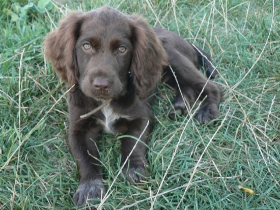 Clea z Pištovho dvora