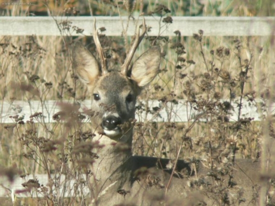 Zakamuflovaný srnček