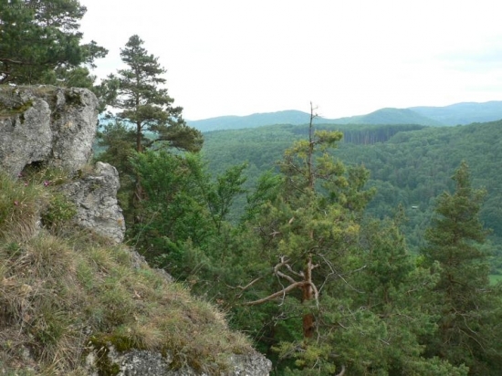 Z Markovice