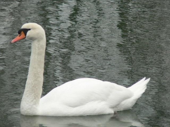 Biela kráska