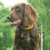 takto sa smejú prepeličiari