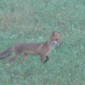 líštička-myšiarka