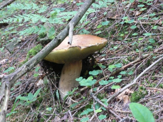 už rastúúúúúúúúúúúú...