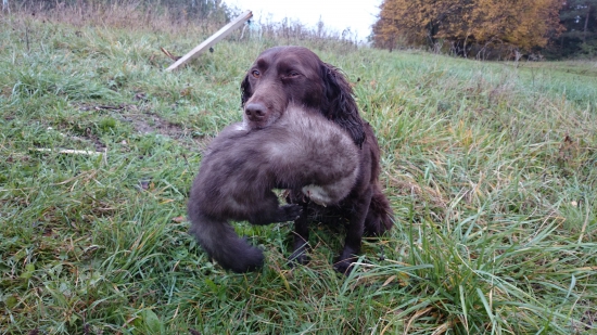Bez vystrelu, alebo reklama na Hunterky ;-)