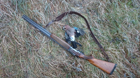 Sojka