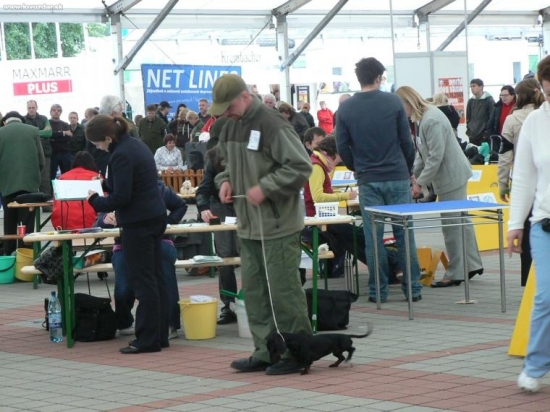 Klubová výstava jazvečíkov