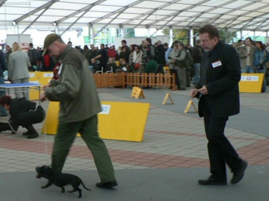 Klubová výstava jazvečíkov