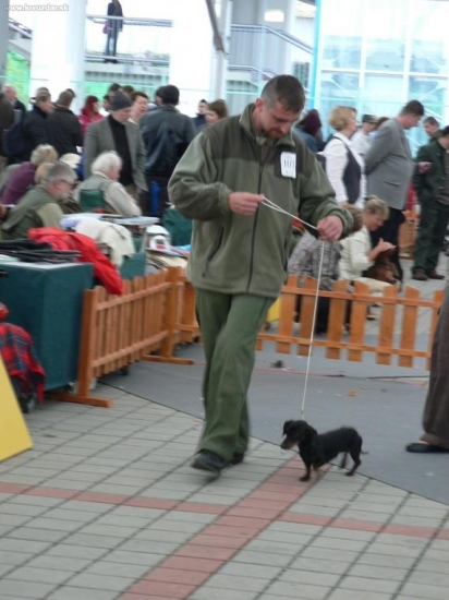 na výstave jazvečíkov
