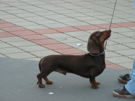 klubová výstava jazvečíkov