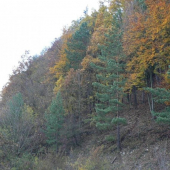 jesenné plesové šaty Prírody