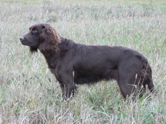 Príprava na Nitracanis :-)))