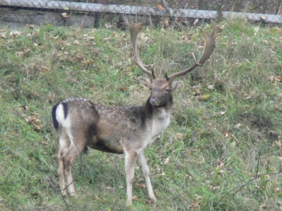 lopatár