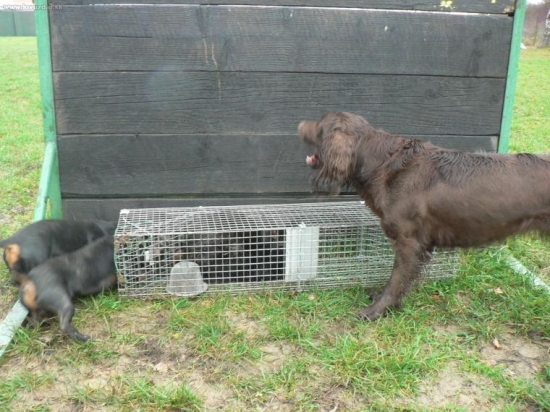 Veľký sa učí pri malých