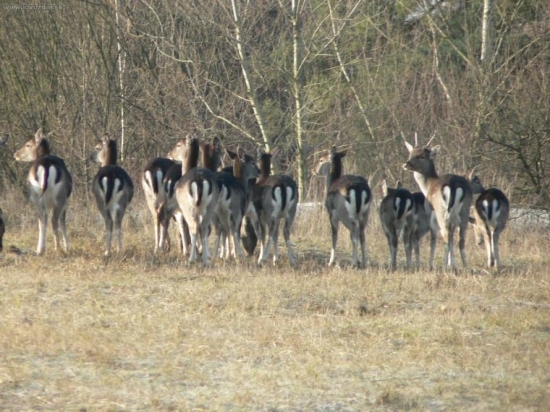 Črieda 1