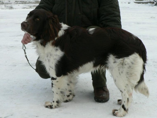 Nemecký prepeličiar