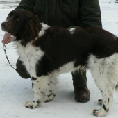 Nemecký prepeličiar