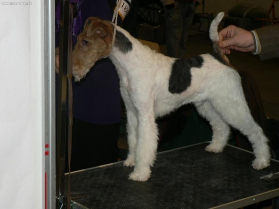 Foxteriér hrubosrstý