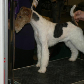 Foxteriér hrubosrstý