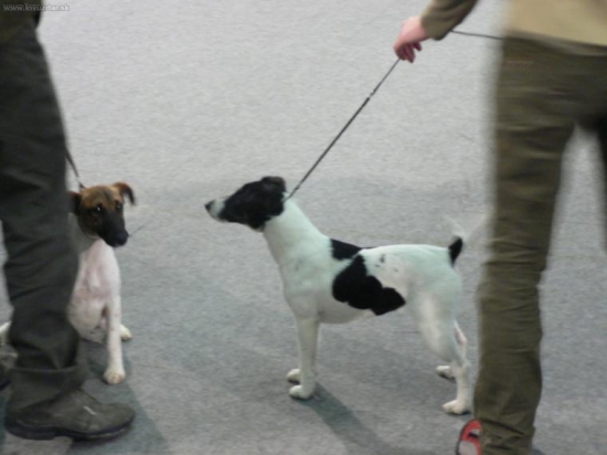 Foxteriér-hladkosrstý